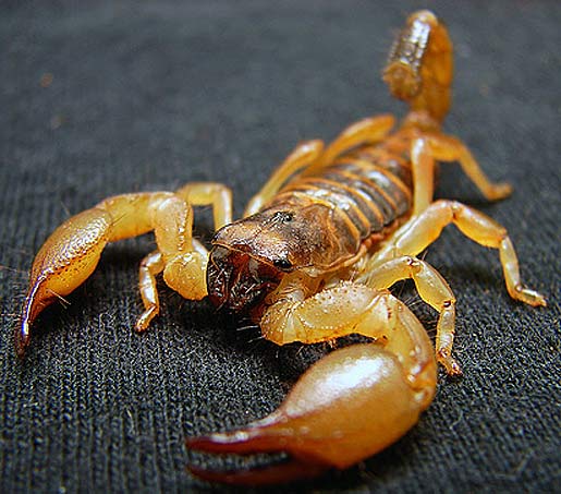 Deathstalkers, known colloquially as the Palestine yellow scorpion dans images yellow-isreali-scorpion