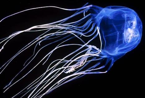 box-jellyfish-chironex-fleckeri.jpg
