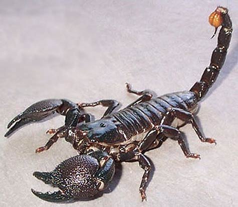 In most movies and media scorpions are creatures to be feared