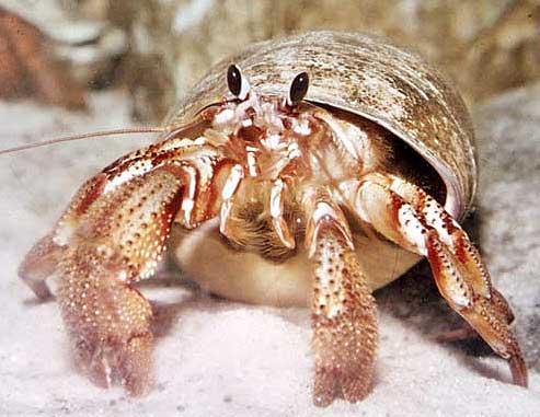hermit rounded shell