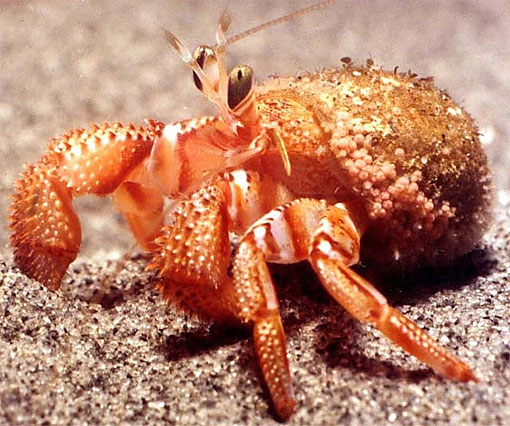 orange hermit walking