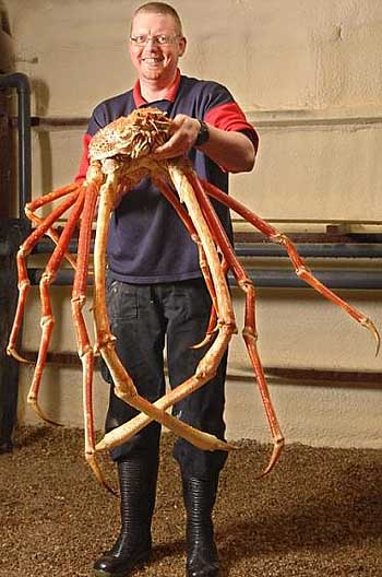 largest-alaskan-king-crab.jpg