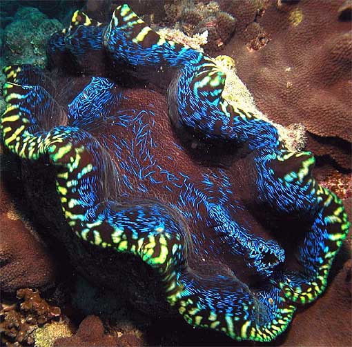 electric-colored-giant-clam.jpg