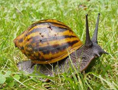 giant land snail