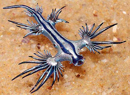 blue dragon nudibranch