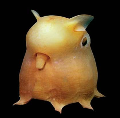 dumbo octopus round