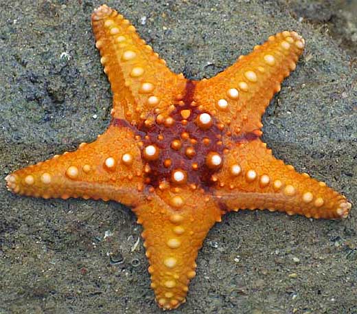 Echinoderm- sea star (Fromia monilis) and sea anemone.. starfish