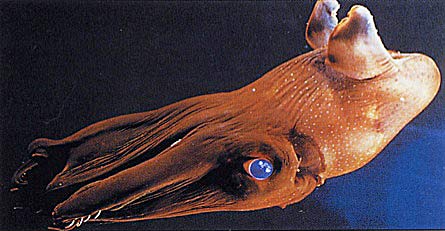 vampire-squid-blue-eyes.jpg