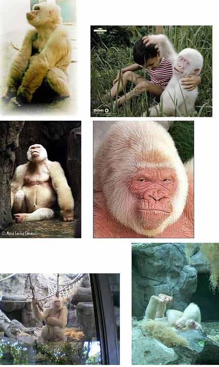 albino gorilla