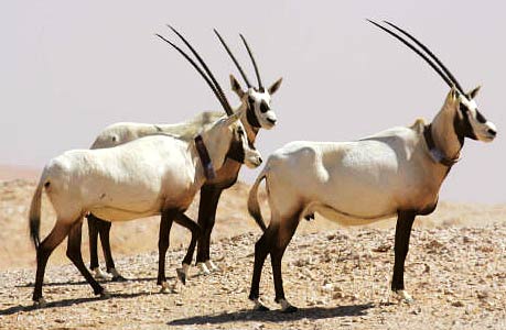 http://www.factzoo.com/sites/all/img/mammals/arabian-oryxes.jpg