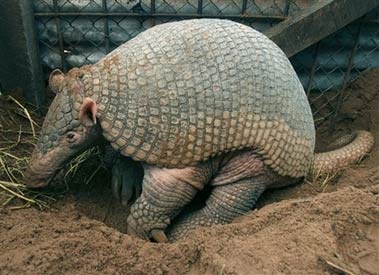 giant dillo