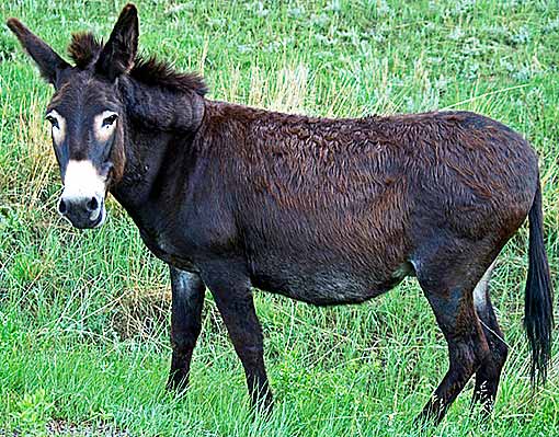 North American wild donkey
