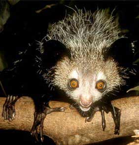 aye-aye