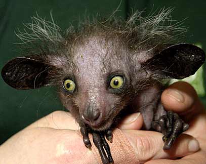 aye-aye-baby-close-up.jpg