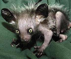 aye-aye-baby.jpg