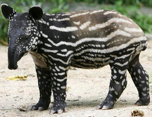 San Francisco Zoo | Animal Pictures and Facts | FactZoo.com