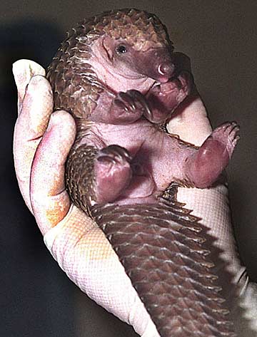 http://www.factzoo.com/sites/all/img/mammals/baby-pangolin.jpg