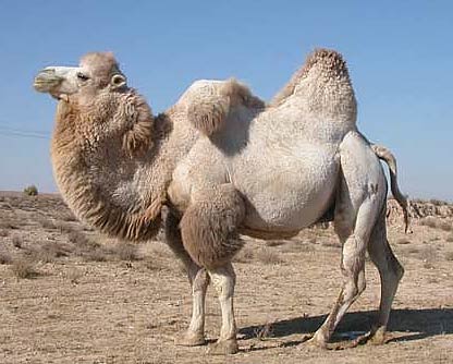 Asian Camel 53