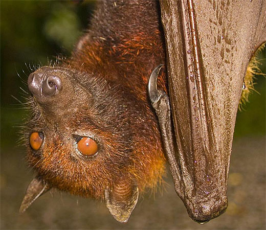 Bats - The Flying, Furry Mammal of the Night | Animal ...