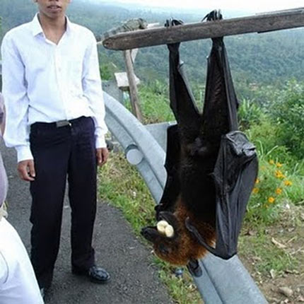 large specimen flying fox