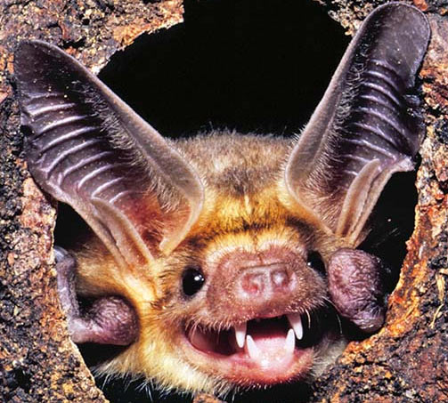 smiling-bat-head.jpg