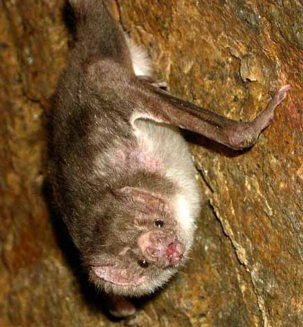bat in a tree