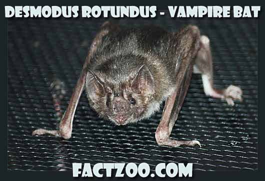 vampire bats sleeping. The vampire bat is a mammal