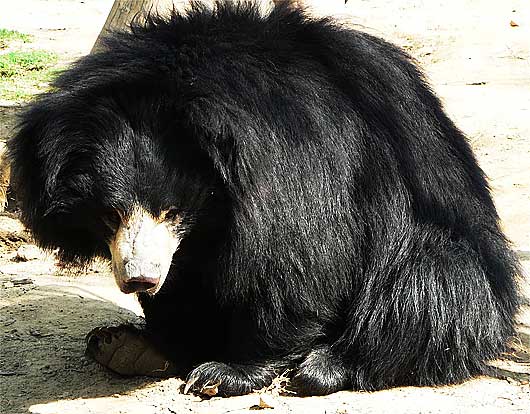 furry sloth honey bear