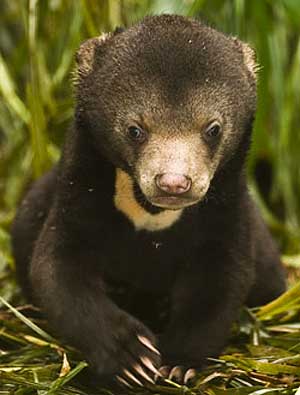 http://www.factzoo.com/sites/all/img/mammals/bears/sun-bear-cub.jpg