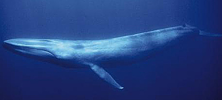 Biggest Whale Alive