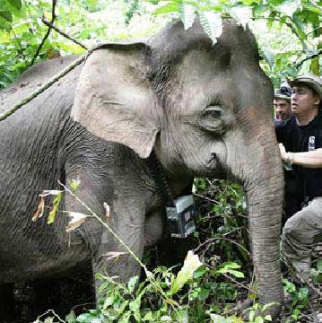 pygmy elephant