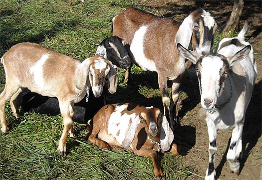 Black Nubian Goats