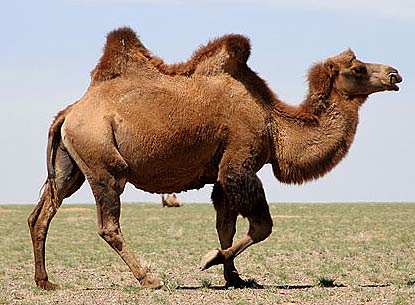SUPER ANIMAL: Camel