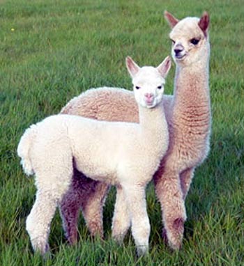light tiny alpacas