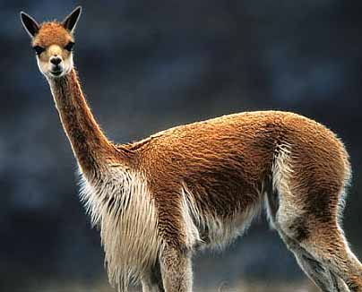 VICUÑA
