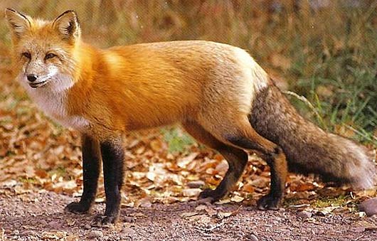 beautifully-colored-fox.jpg