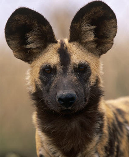 African Hunting Dog - Wild, Spotted, Painted but Cooperative | Animal