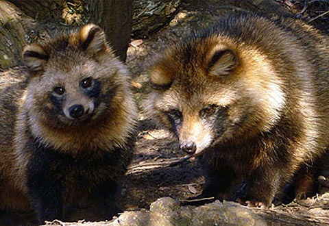 raccoon dogs