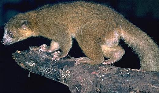 thicktail