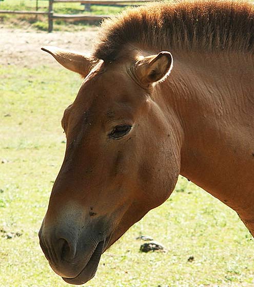 przewalski-horse-face.jpg