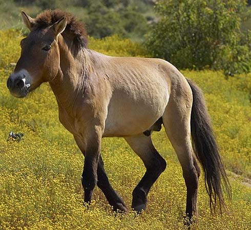 What are the possible results from horses and donkeys mating?