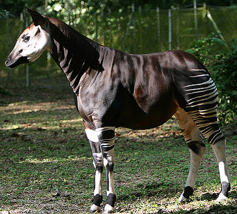 okapi horse