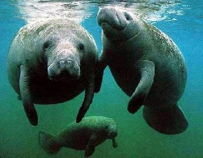 sea cows manatee