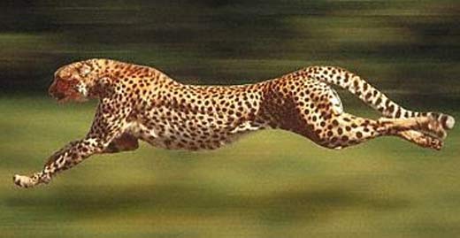 Fastest wild animal