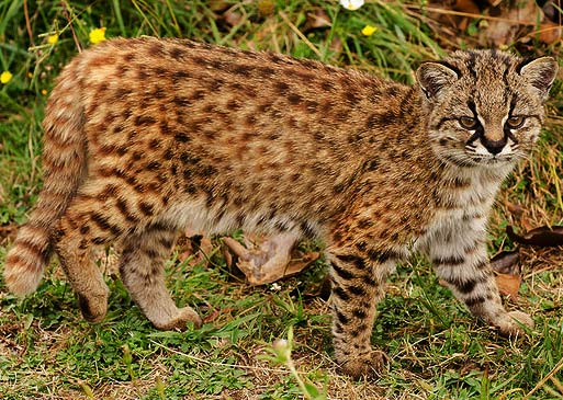 Kodkod Small Wild Cat of the West Animal Pictures and Facts