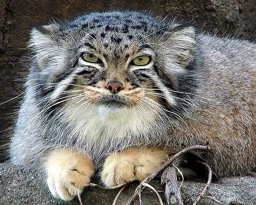 pallas-cat.jpg