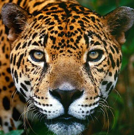 Jaguar on Jaguar   Fiercest Cat Of The Americas   Animal Pictures And Facts