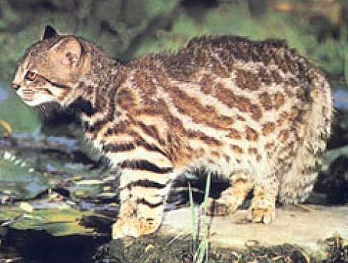 pampas cat