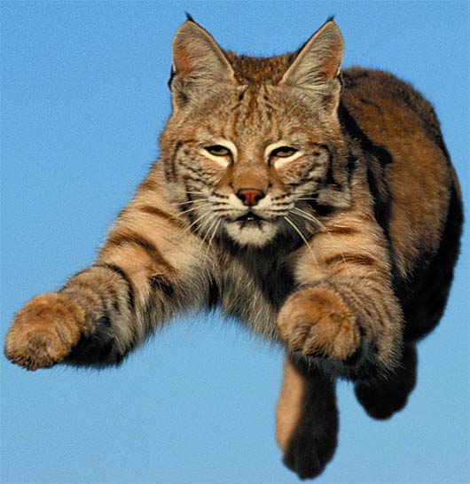 Bobcat - North American Wildcat | Animal Pictures and Facts | FactZoo.com