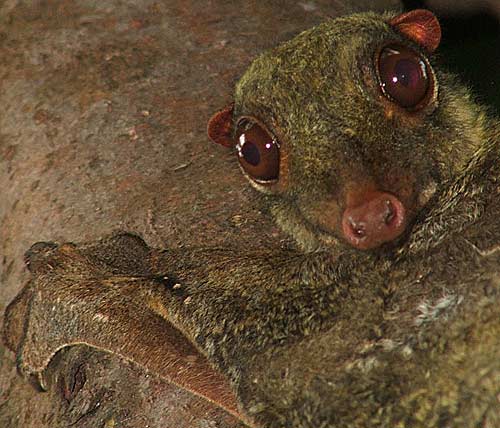 [Image: flying-lemur.jpg]